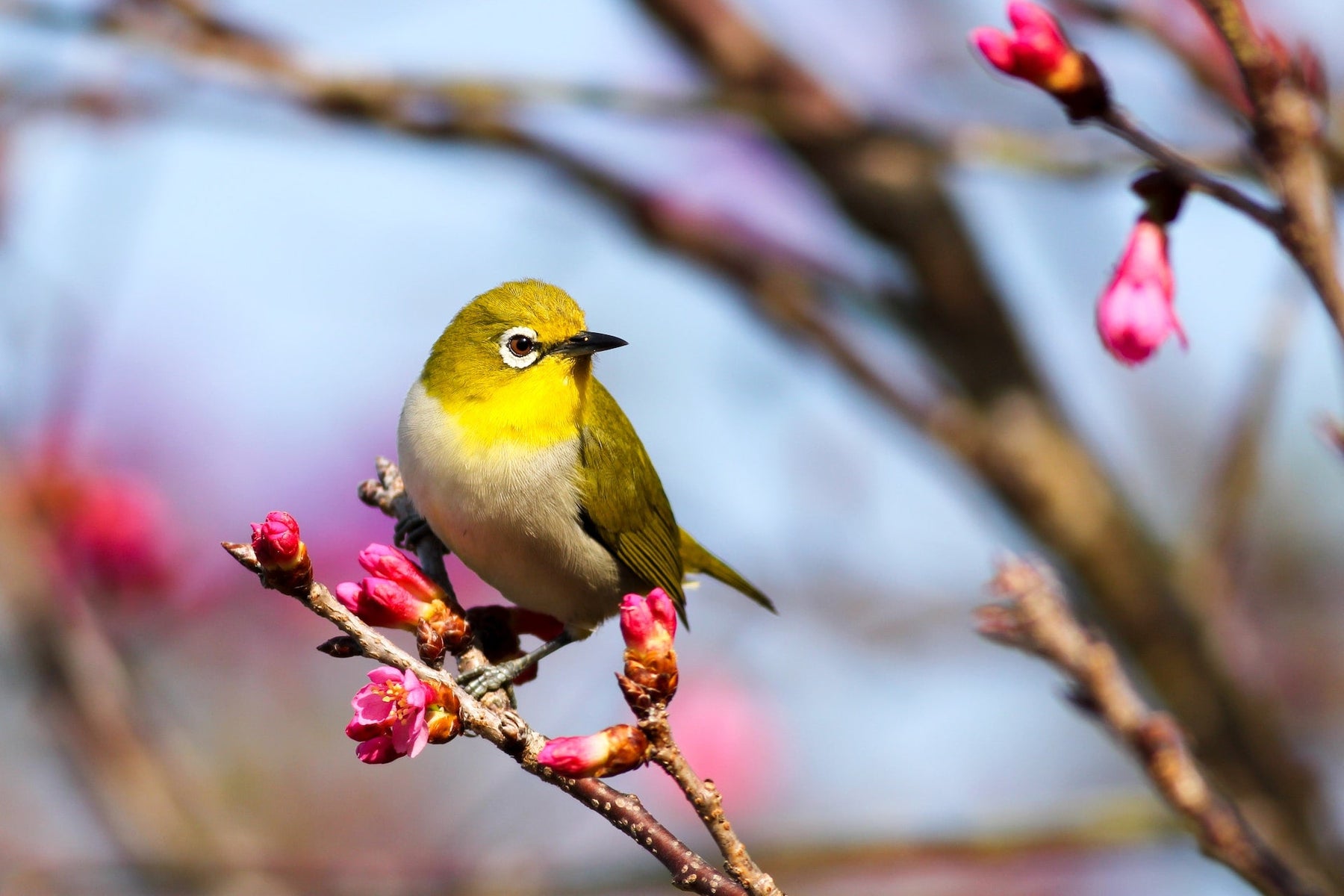 6 Rare British Garden Birds | Know About Small & Large Birds - Outdoor Optics