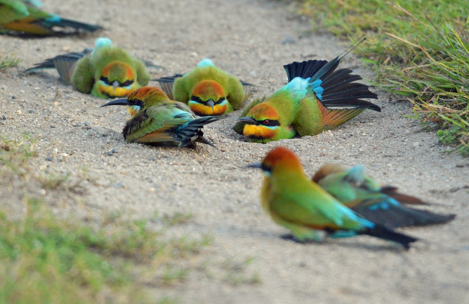 Top 3 RSPB Bird Song Identifier Apps in 2024 - Outdoor Optics